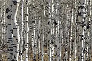 Trunks of Common Aspen or Quaking Aspen -Populus tremula-, Old Road Mesa, Grand Mesa National Forest, Colorado, USA