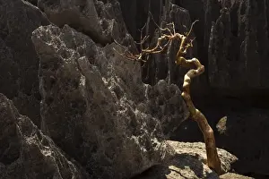 Karst Formation Prints: Tsingy de Bemaraha National Park. Unesco World Heritage in Madagascar