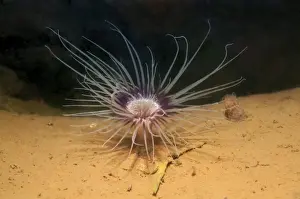 Karelia Prints: Tube-dwelling anemone, Tubed anemone or cerianthid -Cerianthus lloydi