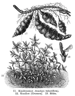 Tuber Prints: Tuber Vegetables engraving 1895