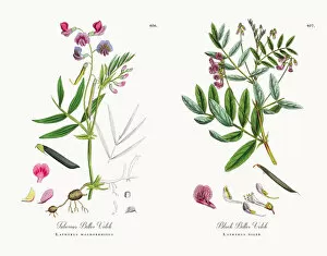 Images Dated 13th December 2017: Tuberous Bitter Vetch, Lathyrus macrorrhizus, Victorian Botanical Illustration, 1863