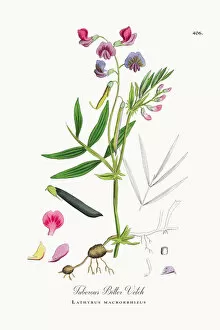 Images Dated 21st October 2017: Tuberous Bitter Vetch, Lathyrus macrorrhizus, Victorian Botanical Illustration, 1863
