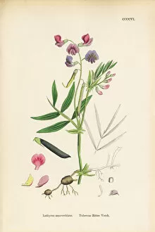 Images Dated 19th September 2017: Tuberous Bitter Vetch, Lathyrus macrorrhizus, Victorian Botanical Illustration, 1863