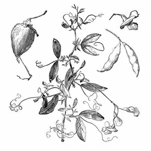 Images Dated 16th October 2016: The tuberous pea, tuberous vetchling, earthnut pea, or aardaker (Lathyrus tuberosus)