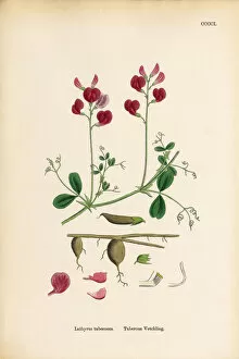 Images Dated 18th September 2017: Tuberous Vetchling, Lathyrus tuberosus, Victorian Botanical Illustration, 1863