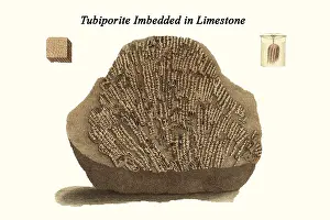 Prehistoric Prints: Tubiporite Imbedded in Limestone