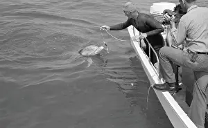 Tuffy Trains While Wearing A Harness To Collect Oceanic And Dolphin Data