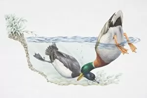 Bird Lithographs Gallery: Tufted Duck, Aythya fuligula, diving underwater whilst Mallard Duck, Anas platyrhynchos, dabbles
