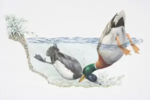 Diving Prints: Tufted Duck, Aythya fuligula, diving underwater whilst Mallard Duck