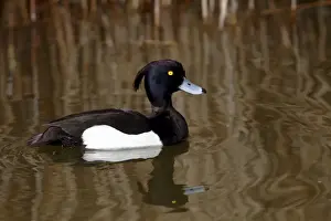 Tufted Duck -Aythya fuligula-, drake swimming in a pond, Lauwersmeer National Park, Lauwers Sea, Holland, Netherlands, Europe