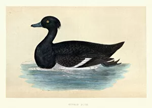 Bird Lithographs Gallery: Tufted duck, Aythya fuligula, Wildlife, Birds, Diving ducks, Art Prints