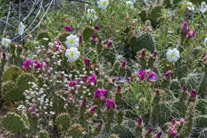 Images Dated 5th June 2015: Tufted evening-primrose (Oenothera caespitosa) in bloom, San Rafael Swell, Utah, USA