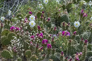 Tufted evening-primrose (Oenothera caespitosa) in bloom, San Rafael Swell, Utah, USA