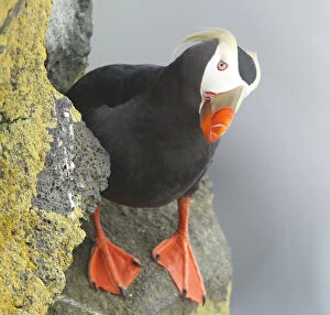 Tufted puffin on cliff looking at camera