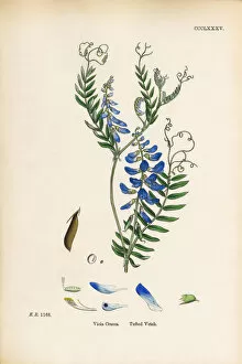 Images Dated 13th September 2017: Tufted Vetch, Vicia Cracca, Victorian Botanical Illustration, 1863