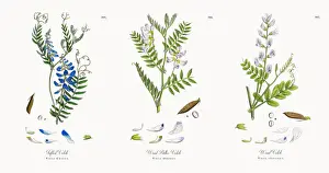 Tufted Vetch, Vicia Cracca, Victorian Botanical Illustration, 1863