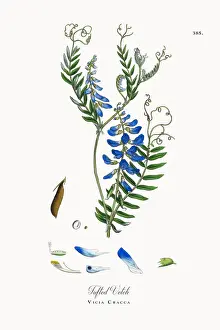 Locoweed Prints: Tufted Vetch, Vicia Cracca, Victorian Botanical Illustration, 1863