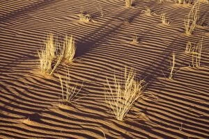 Images Dated 30th November 2007: Tufts of grass in the sand of the Libyan Desert, Wadi Awis, Sahara, Libya, North Africa, Africa
