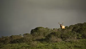 Images Dated 12th January 2017: Tule Elk