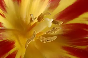 Tulipa Prints: Tulip blossom, macro