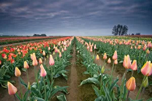 Images Dated 17th April 2008: Tulip Festival