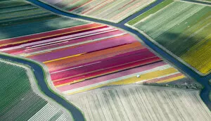 Images Dated 3rd May 2016: Tulip fields, aerial view, South Holland, the Netherlands