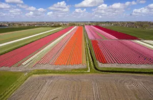 Images Dated 3rd May 2016: Tulip fields, North Holland, Netherlands