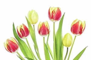 Images Dated 26th February 2017: Tulip flowers