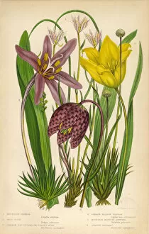 Images Dated 14th June 2016: Tulip, Lloydia, Fritillary, Saffron, Asphodel, Pipewort, Victorian Botanical Illustration