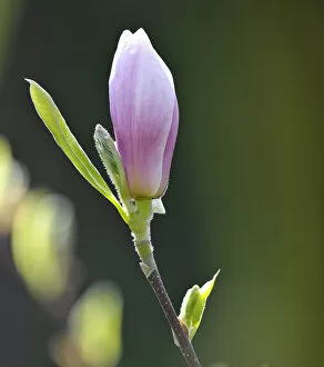 Images Dated 17th April 2011: Tulip Magnolia -Magnolia x soulangeana-, hybrid, flowering, Amabilis cultivar