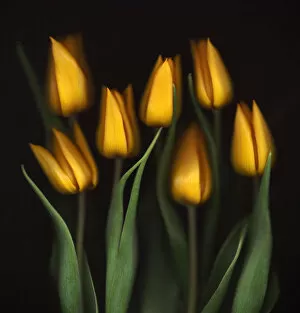 Images Dated 26th November 2009: Tulips