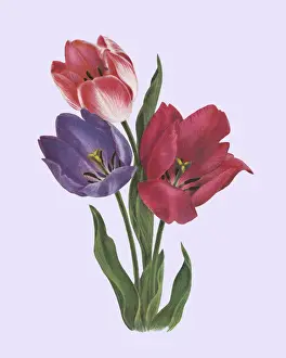Number Of Objects Prints: Tulips