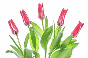 Images Dated 14th June 2018: Tulips