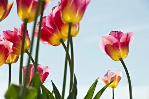 Images Dated 28th April 2012: Tulips, Mainau, Konstanz, Baden-Wurttemberg, Germany