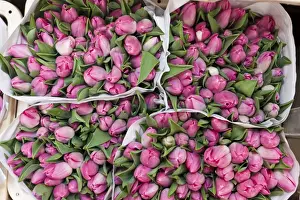 Dutch Prints: Tulips on sale at the flower market