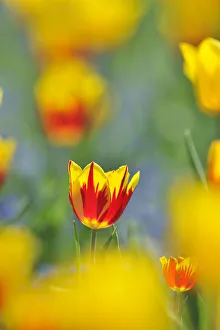 Images Dated 16th April 2011: Tulips -Tulipa-, red, yellow