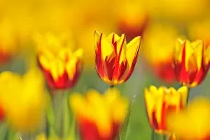 Images Dated 16th April 2011: Tulips -Tulipa-, red, yellow