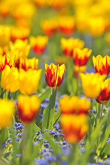 Images Dated 16th April 2011: Tulips -Tulipa-, red, yellow