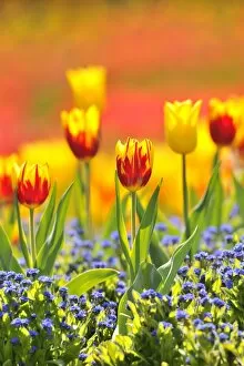 Images Dated 16th April 2011: Tulips -Tulipa-, red, yellow