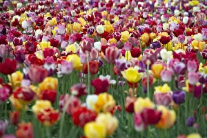 Out Of Focus Prints: Tulips -Tulipa-, tulip field near Freiburg im Breisgau