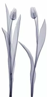 Xray Collection: Two tulips, X-ray