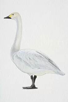 Habitat Collection: Tundra or Bewicks Swan (Cygnus columbianus), with yellow-black bill and black feet, side view