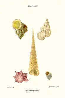 Mollusc Prints: turban shells