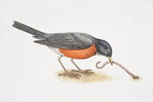 Turdus migratorius, American Robin pulling an earthworm out of the ground with its beak, side view