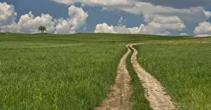turkey, anatolia, nature, road, footpath, dirt road, green color, rural scene, scenics