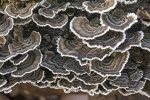 Images Dated 24th November 2012: Turkey Tail -Trametes versicolor- on the trunk of a beech, Thuringia, Germany