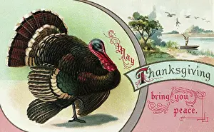 Greeting Card Prints: Turkey On Thanksgiving Postcard