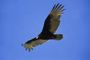 Mexico Prints: Turkey Vulture (Cathartes aura), Baja California, Mexico, North America