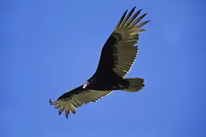 Hawk Bird Collection: Turkey Vulture (Cathartes aura), Baja California, Mexico, North America