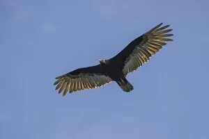 Diurnal Bird Of Prey Gallery: Turkey vulture -Cathartes aura-, Coquimbo Region, Chile